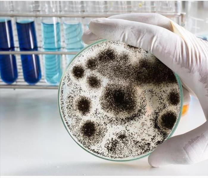 Someone checking mold in a laboratory